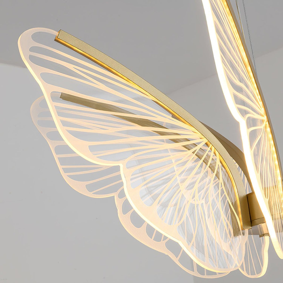 Phalaenopsis Chandelier - view 13