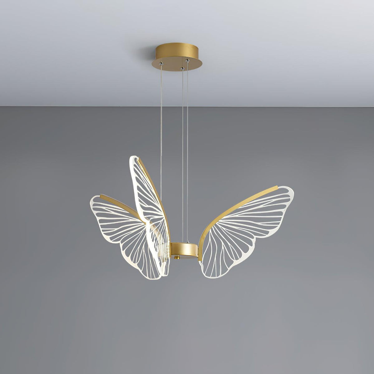 Phalaenopsis Chandelier - view 22