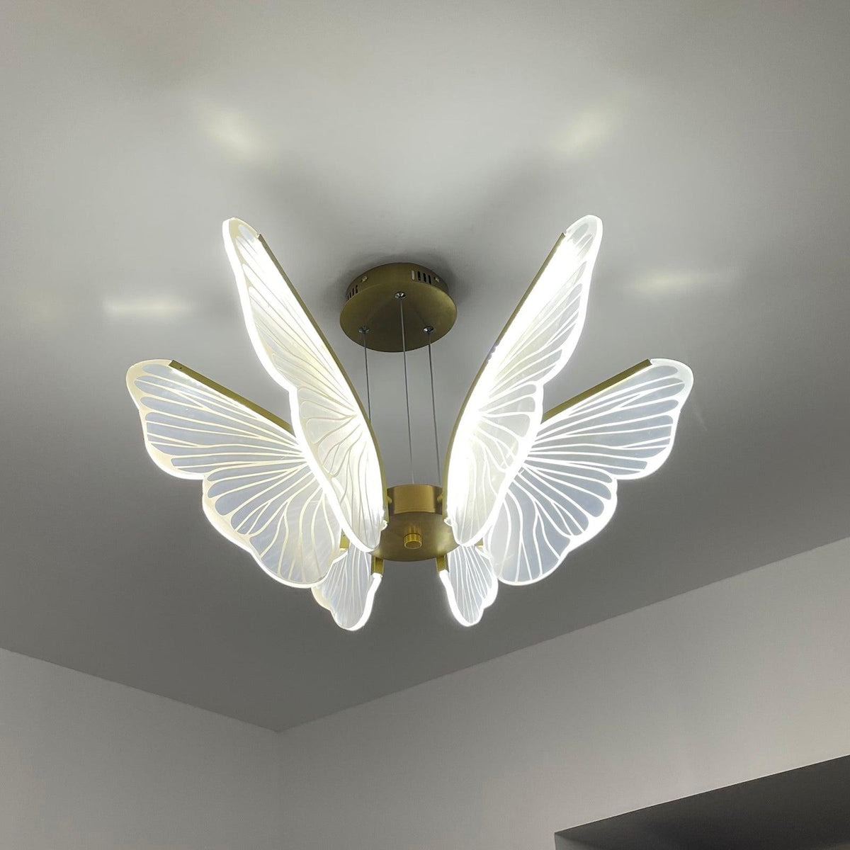 Phalaenopsis Chandelier - view 24
