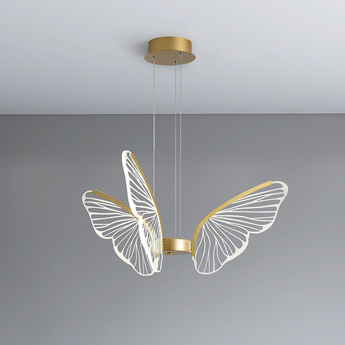 Phalaenopsis Chandelier - view 30